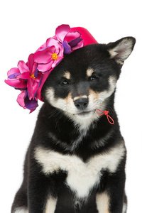 美丽 shiba inu 小狗在粉色的帽子