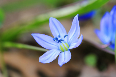 小蓝调春天的花朵