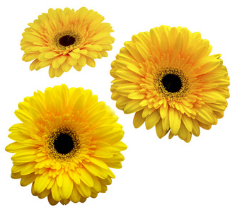 太阳菊图片 太阳菊素材 太阳菊插画 摄图新视界