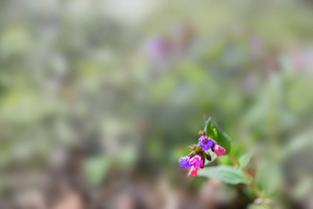 lungwort 的花朵靠近。粉红色和紫色的春天的野花与太阳一起点燃。只是被背景, 复制剩余空间