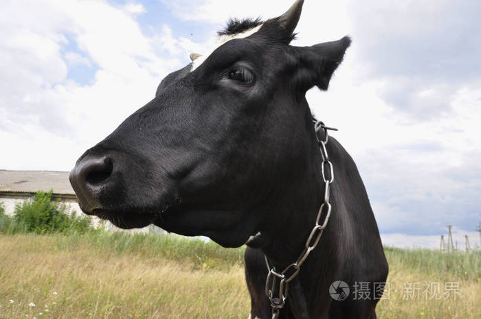 农场上大黑牛的画像农村的母马头