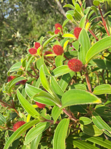 印度的杜鹃花，马拉巴尔 Mela 红色毛茸茸毛雌花芽