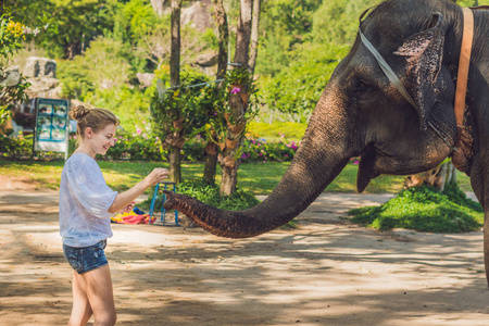 大象女性女人喂大象照片