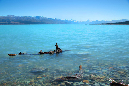 新西兰背景下的 Pukaki 湖漂流木