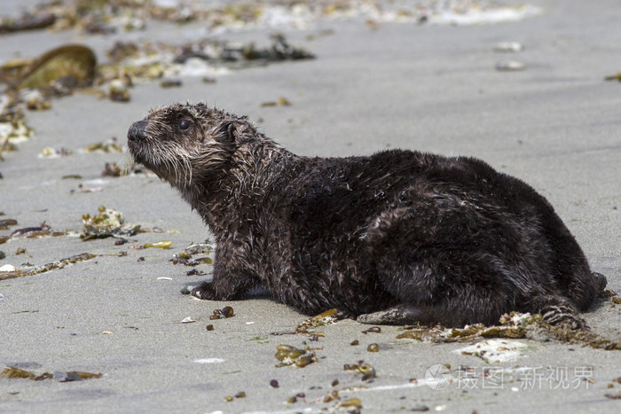 海獭站在太平洋在沙滩上