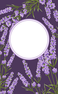 背景紫色的薰衣草花, 水彩风格的花朵。优雅的花朵。矢量插图