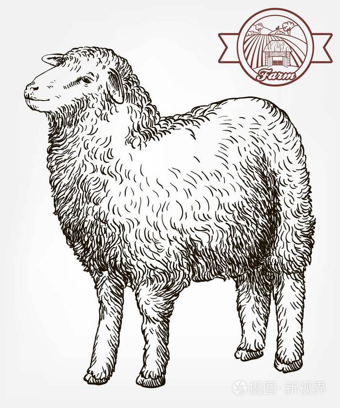 羊手工绘制的草图畜牧业