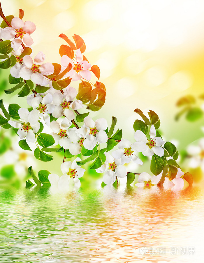 苹果棵开花的树春景