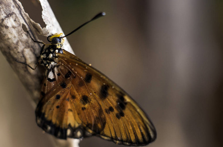 显微镜下的蝶翅照片