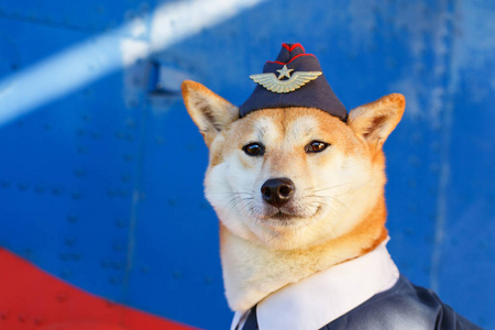 秋田犬狗的滑稽照片照片