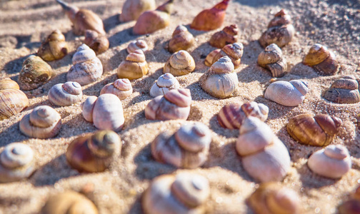 海贝壳透视背景。夏天背景与贝壳在沙子