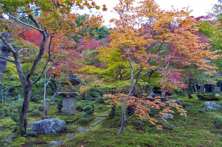 日本红枫树在秋天期间在 Enkoji 寺，在日本京都花园