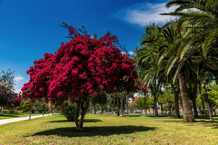 在图里亚公园和开花的树木阳光明媚的一天。瓦伦西亚