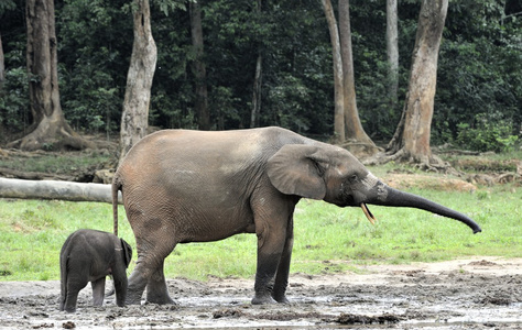 非洲森林大象