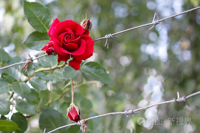 红玫瑰和带刺的铁丝网栅栏符号