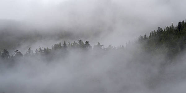 雾在树, 斯基纳女王夏洛特区域区, 海达 Gwaii, 格雷厄姆海岛, 不列颠哥伦比亚省, 加拿大