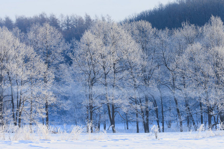 在北海道冬季景观