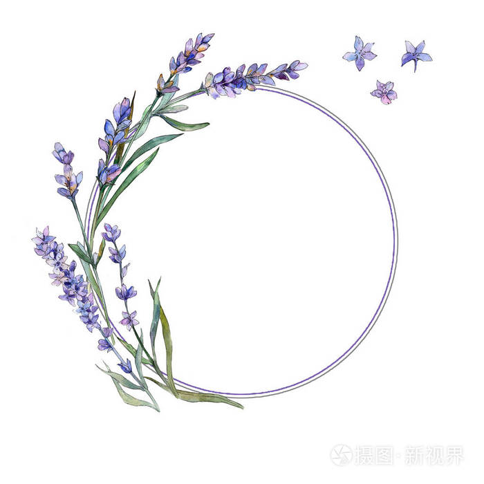 紫罗兰色薰衣草花卉植物花.框边框装饰广场.