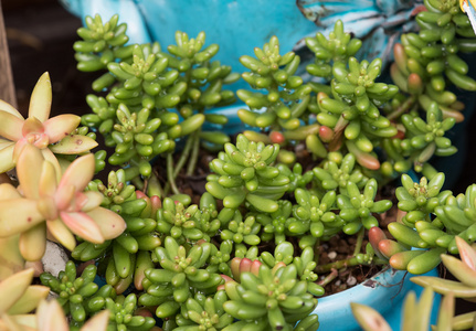 小型肉质植物