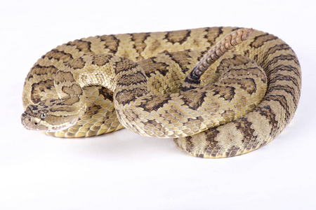 大盆响尾蛇, Crotalus oreganus lutosus