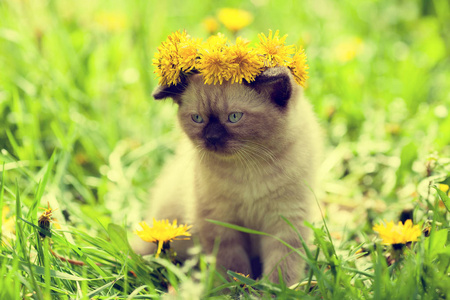 小猫加冕蒲公英花冠