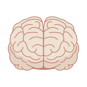 前人类人类的大脑在平面样式.矢量图.前视图照片