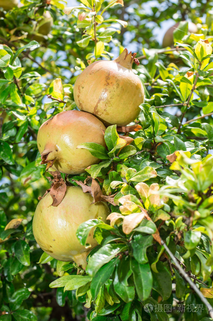 石榴果实的生长