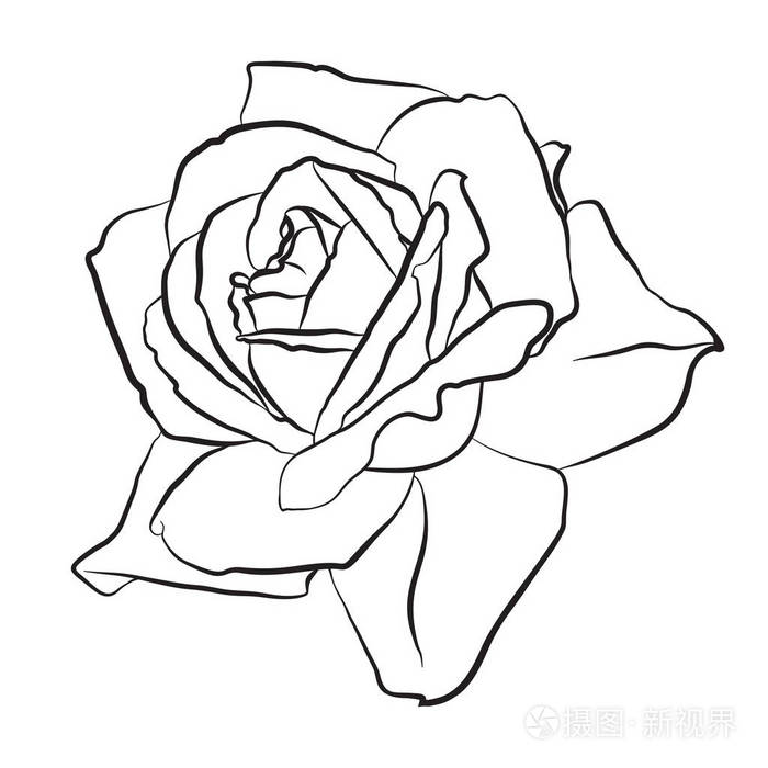 美丽的手的素描画的玫瑰孤立在白色背景上的黑色contur植物的花的剪影
