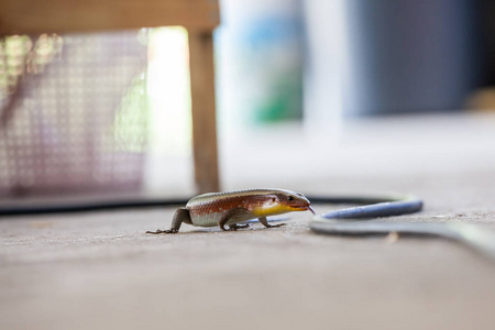 一只石龙的蜥蜴在一个家常的环境下爬行在地上。