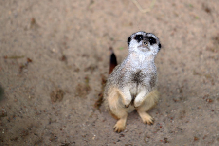 全身的野生非洲猫鼬 Suricata suricatta, 看着和观看。自然与野生动物摄影