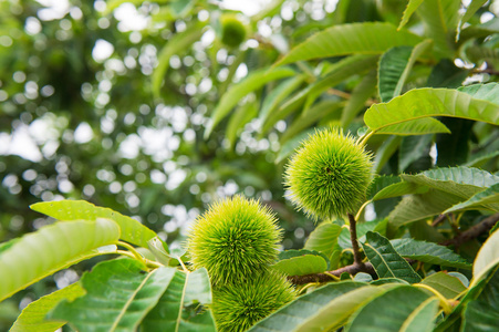 栗子蓖麻果实照片
