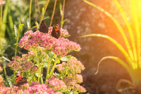 Aglais 螨, 小的龟甲蝴蝶在粉红色的花朵, 美丽的自然背景与蝴蝶在花园里