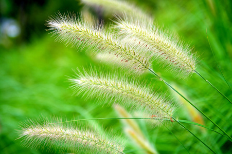 草 flowers.nature 背景