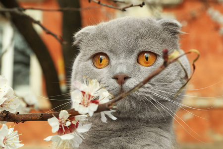 可爱的猫咪与花照片