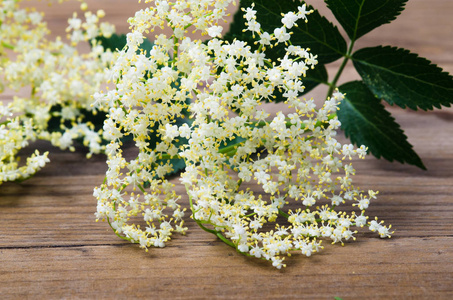 黑接骨木 绍绍花的花朵