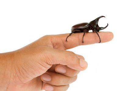 男性犀牛甲虫在手被隔绝在白色背景上