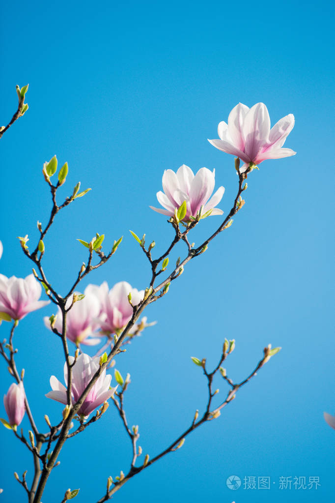 玉兰棵开花的树花粉色分支上的颜色