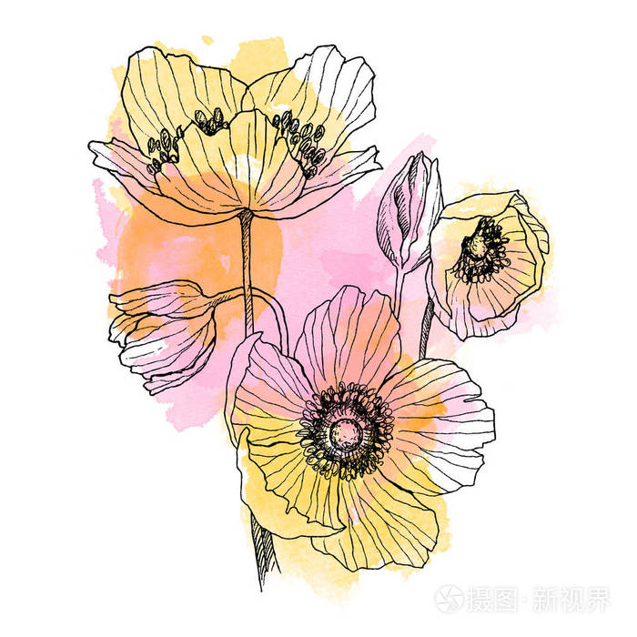 海葵花线画花束 有水彩斑点的野生植物 草药雕刻风格插图 详细的植物素描 花的概念 植物学概念照片 正版商用图片0opyyl 摄图新视界 海葵花线画花束 有水彩斑点的野生植物 草药雕刻风格插图 详细的植物素描 花的概念 植物学概念照片 正版商用图片0opyyl 摄图新视界