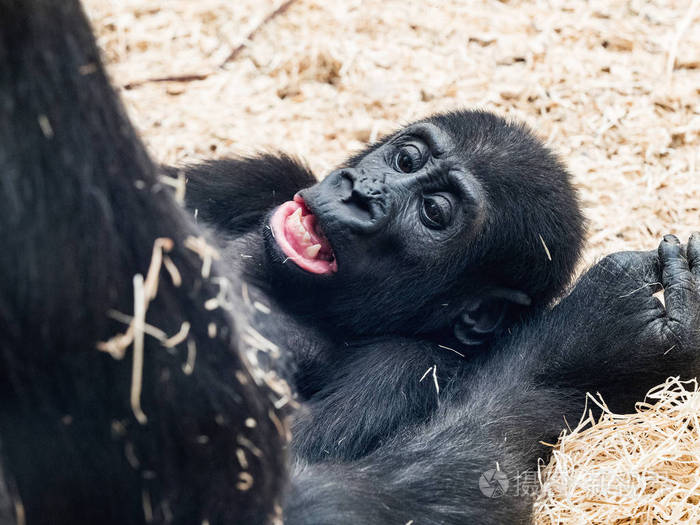 婴儿猩猩的脸.婆罗洲猩猩 (猩猩-猩猩, 庞戈波罗门) 肖像