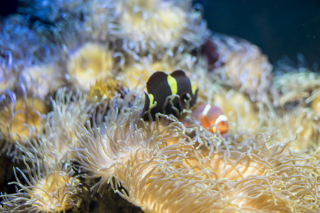 小丑鱼在海中的珊瑚