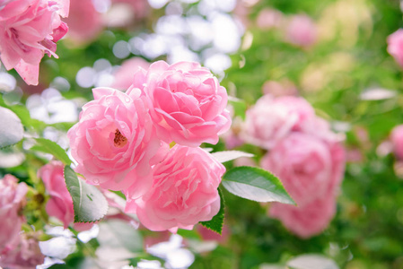 巨大的玫瑰花丛图片