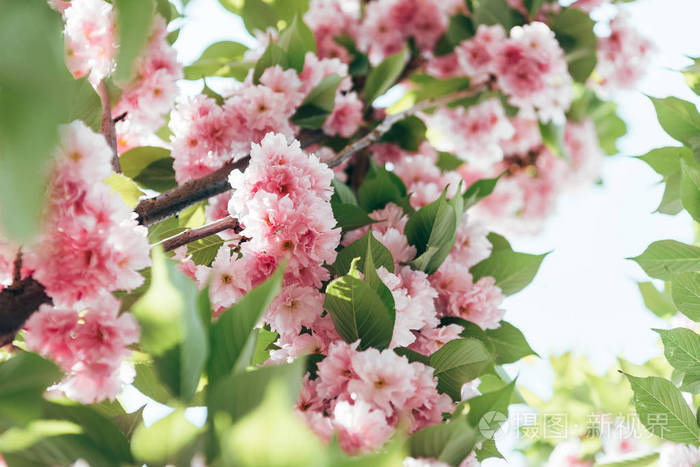 樱花花的特写镜头在树枝上的叶子
