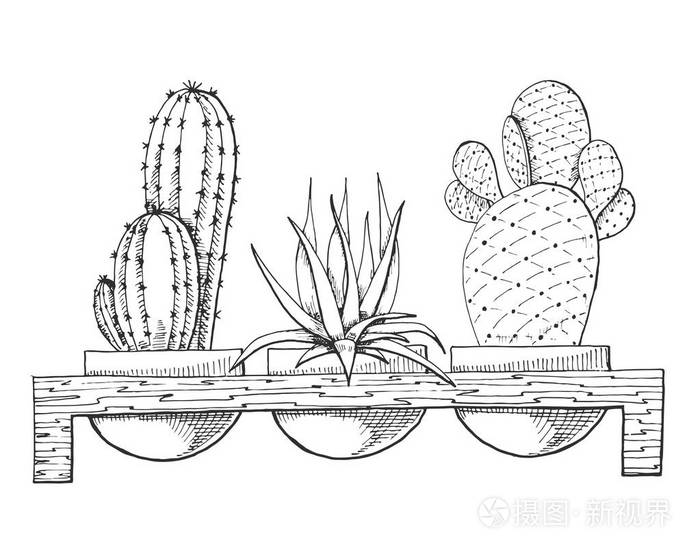 三植物在木盆上的素描草图样式的矢量插图