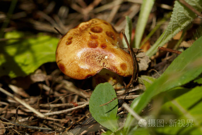 草中的黄油蘑菇在干燥的叶子之中