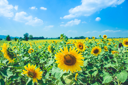 向日葵盛开在美丽的阳光灿烂的日子,沙拉武里,泰国的农场照片