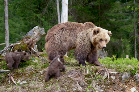 大棕熊在夏天的森林
