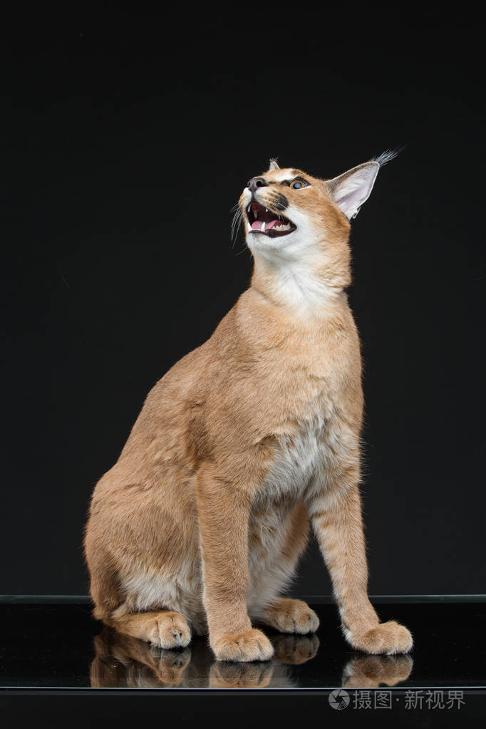 美丽的狞猞猁在黑色的背景