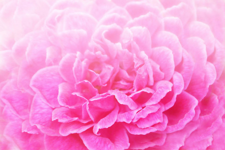 软焦点的粉红玫瑰背景