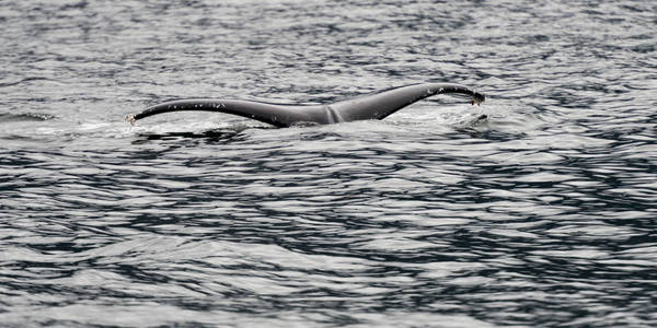 在太平洋的鲸鱼, 斯基纳夏洛特区域区, 海达 Gwaii, 格雷厄姆岛, 不列颠哥伦比亚, 加拿大