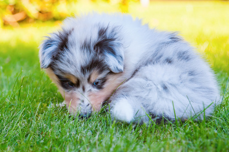 可爱的牧羊犬小狗